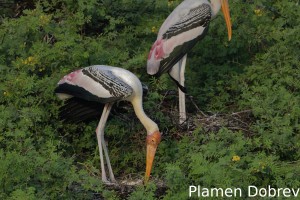 Painted stork