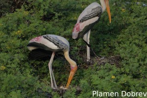 Painted stork
