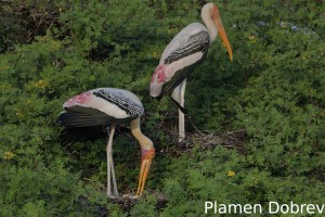 Painted stork