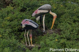 Painted stork
