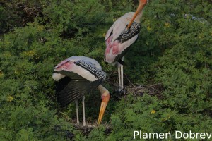 Painted stork