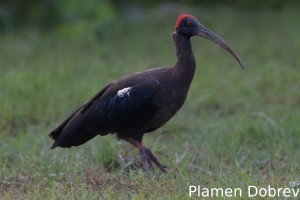 Red-naped ibis