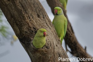 Rose-ringed parakeet
