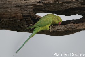 Rose-ringed parakeet