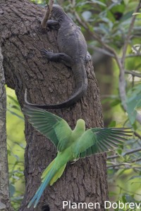 Rose-ringed parakeet