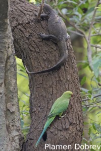 Rose-ringed parakeet