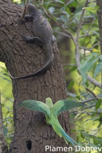 Rose-ringed parakeet