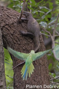 Rose-ringed parakeet