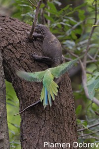 Rose-ringed parakeet