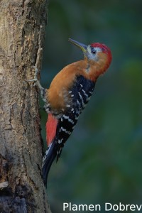 Rufous-bellied woodpecker