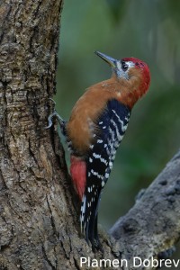 Rufous-bellied woodpecker