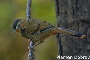 Rufous-chinned laughingthrush