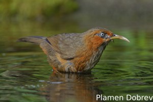 Rusty-cheeked scimiter babbler