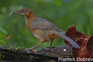 Rusty-cheeked scimiter babbler