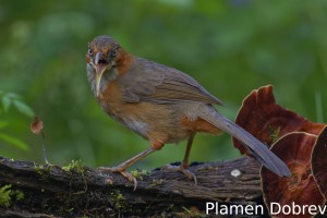 Rusty-cheeked scimiter babbler