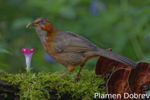 Rusty-cheeked scimiter babbler