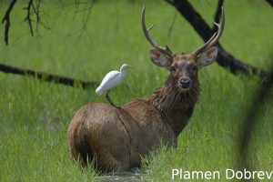 Sambar deer