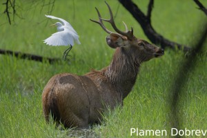 Sambar deer