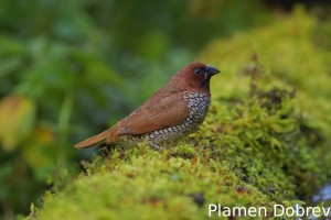 Scaly-breasted munia