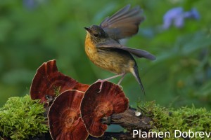 Slaty Blue Flycather