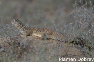 Spiny-tailed lizard