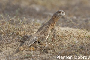 Spiny-tailed lizard
