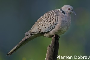 Spotted dove