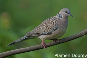 Spotted dove