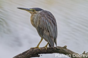 Striated heron