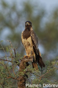 Tawny eagle