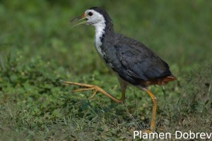 White-breasted waterhen