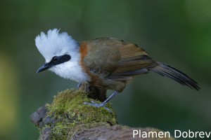 White-crested laughingthrush