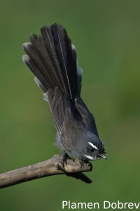 White-throated fantail