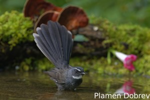 White-throated fantail