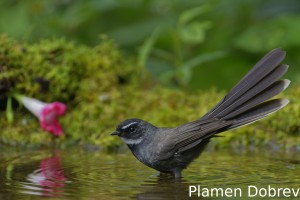 White-throated fantail