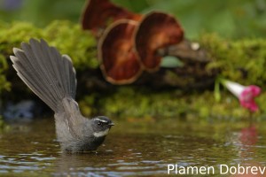 White-throated fantail