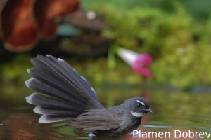 White-throated fantail