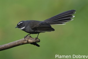 White-throated fantail