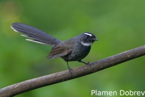 White-throated fantail