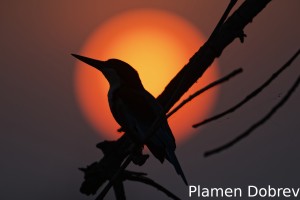 White-throated kingfisher