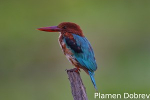 White-throated kingfisher