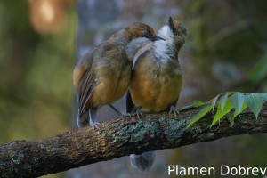 White-throated laughingthrush