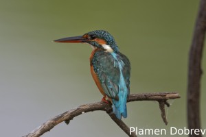 Common kingfisher