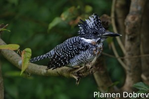 Crested kingfisher