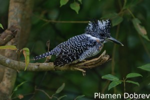 Crested kingfisher