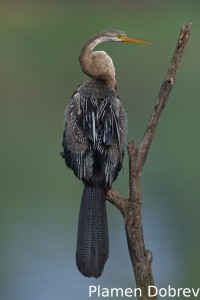 Darter