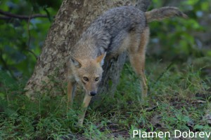 Golden jackal