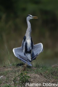 Grey heron