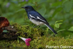 Oriental robin
