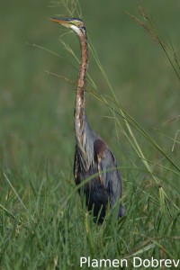 Purple heron